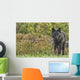Black wolf along the coast of Hudson Bay Wall Mural