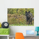 Black wolf along the coast of Hudson Bay Wall Mural