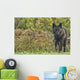 Black wolf along the coast of Hudson Bay Wall Mural