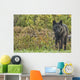 Black wolf along the coast of Hudson Bay Wall Mural