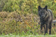 Black wolf along the coast of Hudson Bay Wall Mural