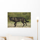 Black wolf along the coast of Hudson Bay Wall Mural