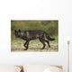 Black wolf along the coast of Hudson Bay Wall Mural