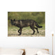 Black wolf along the coast of Hudson Bay Wall Mural