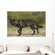 Black wolf along the coast of Hudson Bay Wall Mural
