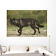 Black wolf along the coast of Hudson Bay Wall Mural
