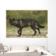 Black wolf along the coast of Hudson Bay Wall Mural
