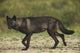 Black wolf along the coast of Hudson Bay Wall Mural