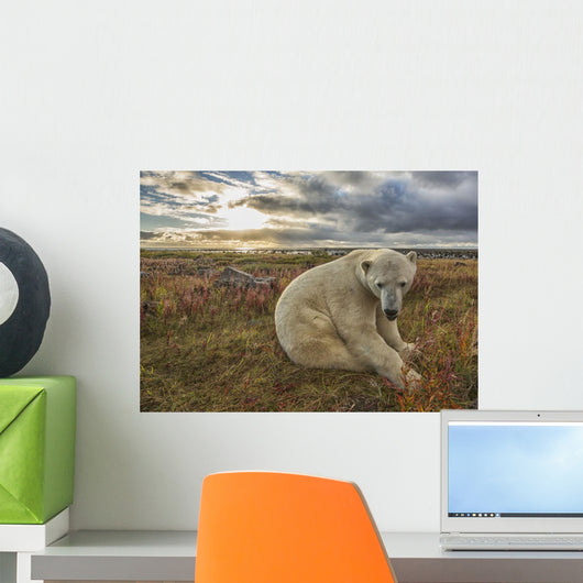 Polar bear sitting in the grass along the shorline of Hudson Bay Wall Mural