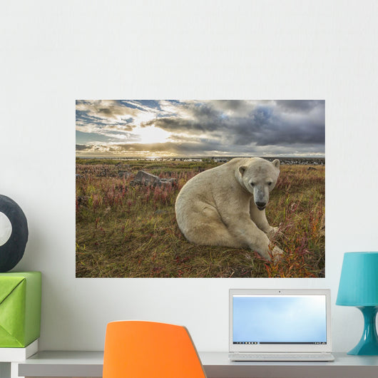 Polar bear sitting in the grass along the shorline of Hudson Bay Wall Mural