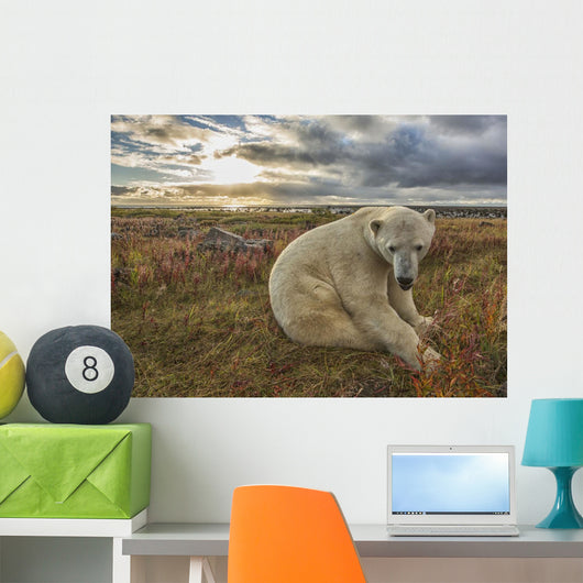 Polar bear sitting in the grass along the shorline of Hudson Bay Wall Mural
