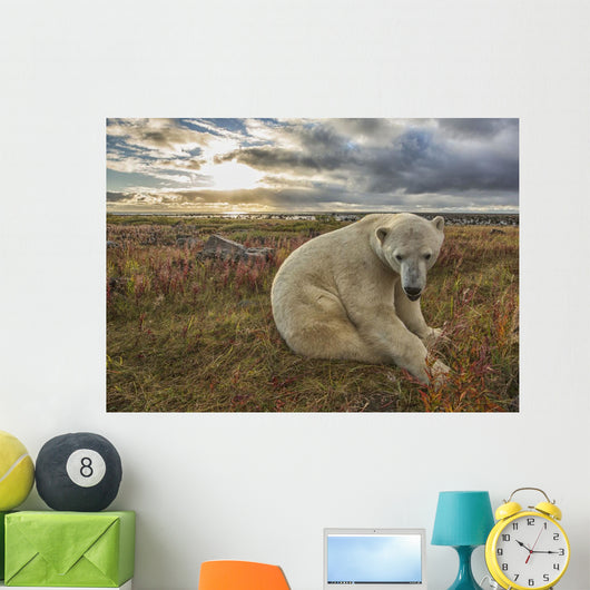 Polar bear sitting in the grass along the shorline of Hudson Bay Wall Mural