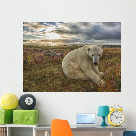 Polar bear sitting in the grass along the shorline of Hudson Bay Wall Mural
