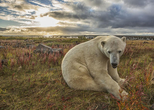Polar bear sitting in the grass along the shorline of Hudson Bay Wall Mural