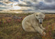 Polar bear sitting in the grass along the shorline of Hudson Bay Wall Mural