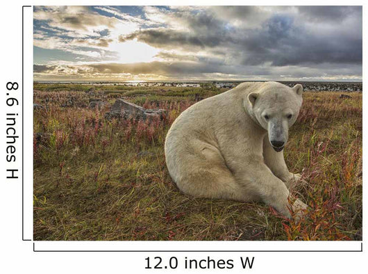 Polar bear sitting in the grass along the shorline of Hudson Bay Wall Mural