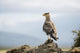 A bird perched on a rock Wall Mural