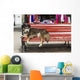 Dog sleeping on a red bench Wall Mural