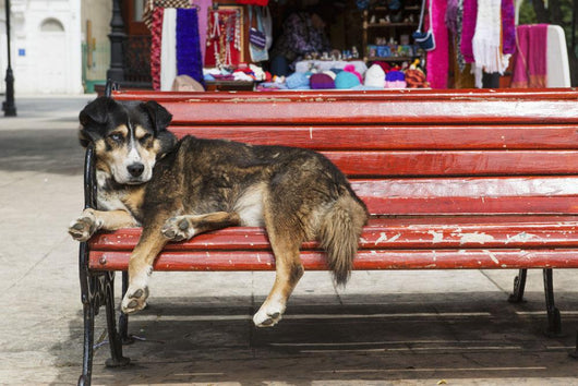 Dog sleeping on a red bench Wall Mural