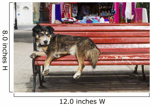 Dog sleeping on a red bench Wall Mural