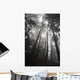 Low angle view of tree tops in the fog Wall Mural