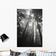 Low angle view of tree tops in the fog Wall Mural