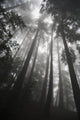 Low angle view of tree tops in the fog Wall Mural