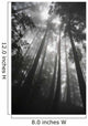 Low angle view of tree tops in the fog Wall Mural