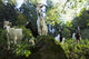 Goats near St Ulrich, Black Forest Wall Mural