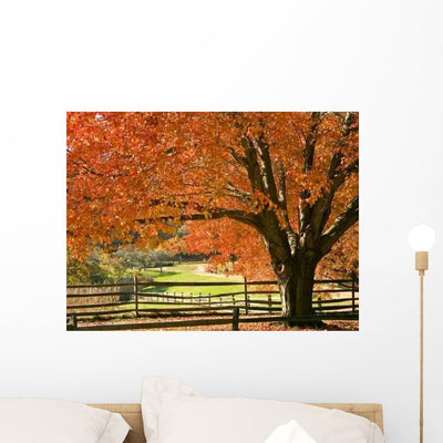 Colorful Maple Wall Decal shown on a wall