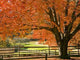 Colorful Maple Wall Decal