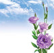 Flowers Sky Wall Decal