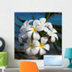 Plumeria Wall Mural