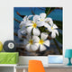 Plumeria Wall Mural