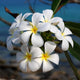 Plumeria Wall Mural