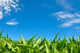 Corn Field and Blue Wall Decal