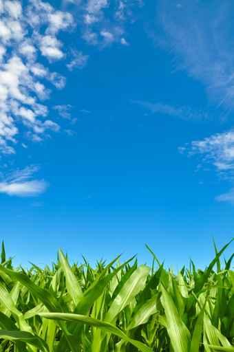 Corn Field and Beautiful Wall Decal