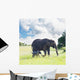 Elephant Wall Mural