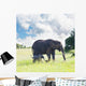 Elephant Wall Mural