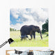 Elephant Wall Mural