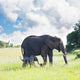 Elephant Wall Mural