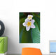 frangipani tropical flower Wall Mural