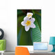 frangipani tropical flower Wall Mural