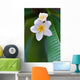 frangipani tropical flower Wall Mural