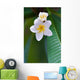 frangipani tropical flower Wall Mural