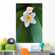 frangipani tropical flower Wall Mural