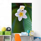 frangipani tropical flower Wall Mural
