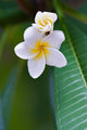 frangipani tropical flower Wall Mural