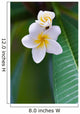 frangipani tropical flower Wall Mural