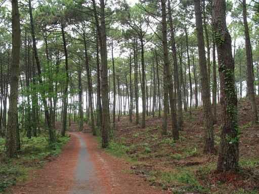 Chemin Foret Des Landes Wall Decal